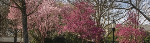 trees with pink flowers on spring campus