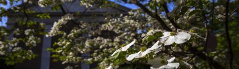 campus beauty: blossoming tree outside building