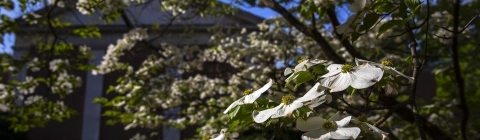 campus beauty: blossoming tree outside building