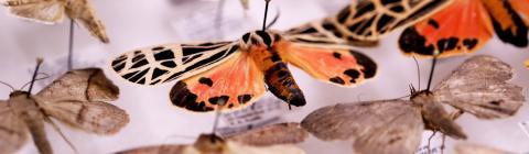 Colorful Moths Caught for Biology Research