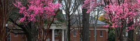 Cherry blossoms on campus