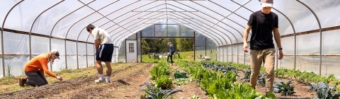 Students in high tunnel