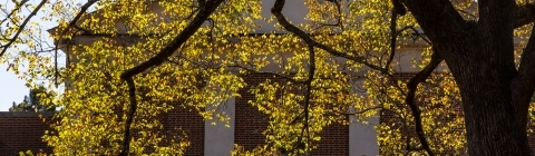 yellow leaves in front of a brick building