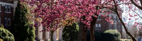 Pink flowering tree in front of academic building