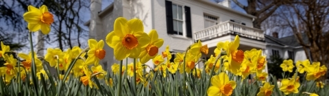 Yellow flowers in front of white building with black shutters