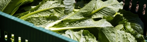 Basket of Lettuce on Davidson Farm