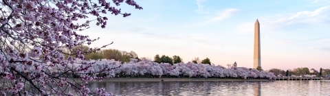 Washington, DC Cherry Blossoms and Washington Memorial