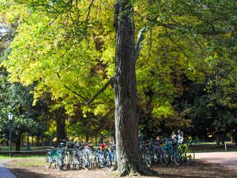 Bikes lined up under a large tree