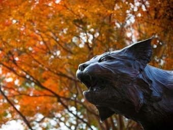 Wildcat statue head <a href=