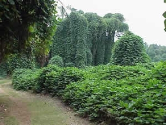 Kudzu Ecological Preserve