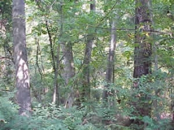 Mixed Hardwood Pine Forest Ecological Preserve