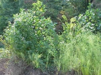 Scrub Ecological Preserve