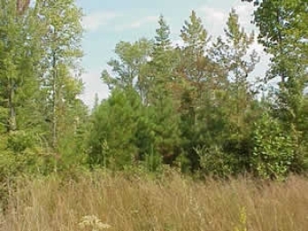 New Forest Growth Ecological Preserve