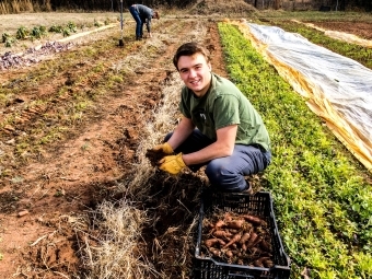 Student Worker at Farm digs up carrots