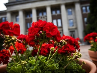 Red flowers in pots photographed against Chambers in the background