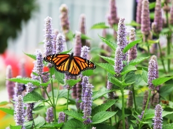 hyssop with butterfly