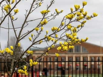 Yellow flowers bloom in front of Richards Stadium and the Union
