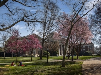 pink flower trees with masked students outdoors on a spring day