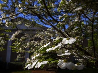 campus beauty: blossoming tree outside building