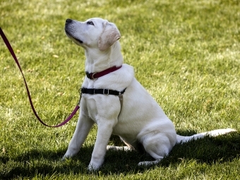 Puppy in training