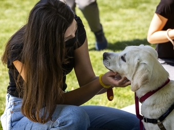 Student Petting a Lab Dog