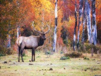 Matt Stirn - A large elk