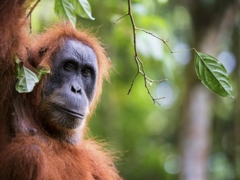 Photo by Matt Stirn - A female orangutan peeks from behind a fig tree branch