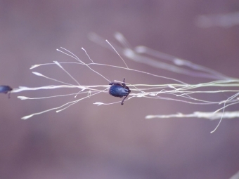 Ticks on a small branch