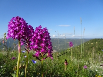 Davidson research grant of pink flowers with ocean view