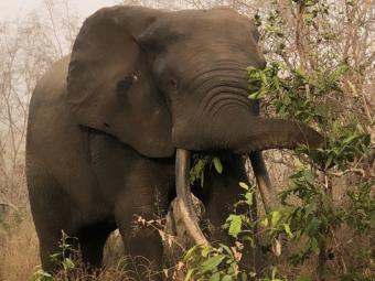 Elephant in wilderness of Ghana 