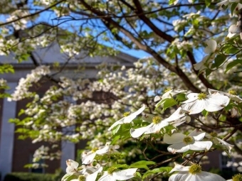 white flowers on tree against campus building