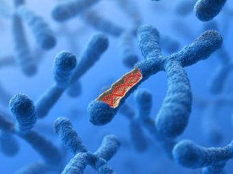 floating biological chromosomes with one open section showing DNA sample 
