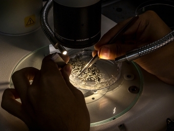 closeup of two hands tapping particles lit under a microscope 