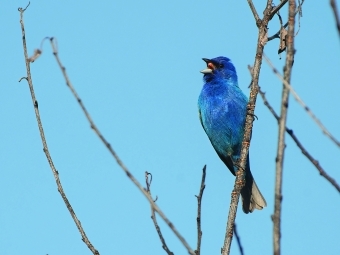 Indigo Bunting on a tree branch