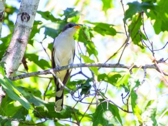 Yellow-billed Cuckoo in a leafy tree