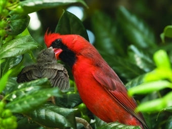 Northern Cardinal in green foliage