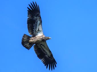 Juvenile Bald Eagle soaring in clear sky