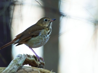 Hermit Thrush perched on a branch