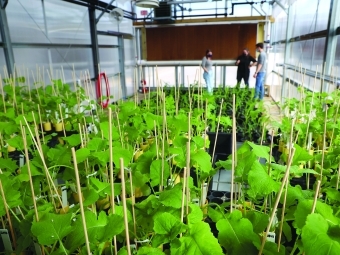 Inside the Peroni Greenhouse