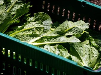 Basket of lettuce