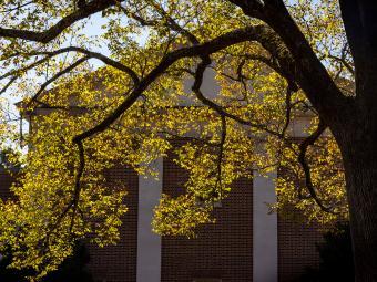 yellow leaves in front of a brick building