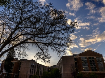 Blue Sky and Clouds with Tree in Foreground