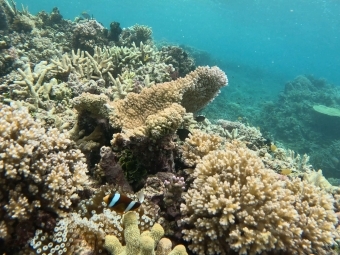 The Great Barrier reef