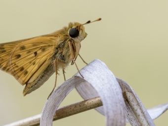 Fiery Skipper on Grass Tendril