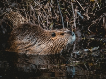 Beaver next to dam