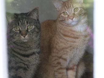 Hicks's cats sitting beside the window and looking outside.