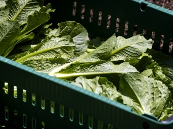 Basket of Lettuce on Davidson Farm
