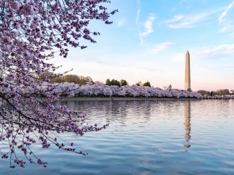 Washington, DC Cherry Blossoms and Washington Memorial