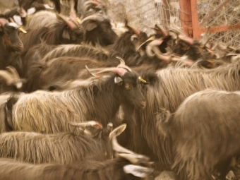 a group of goats on a cloudy day