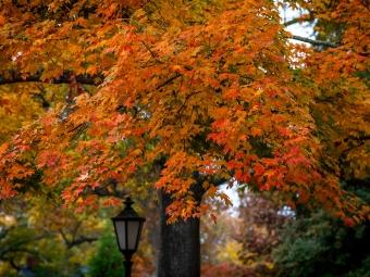 Fall foliage on campus